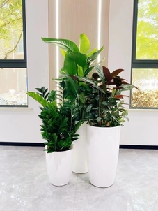 探秘宁波镇海盆景租摆价格，你猜贵不贵？